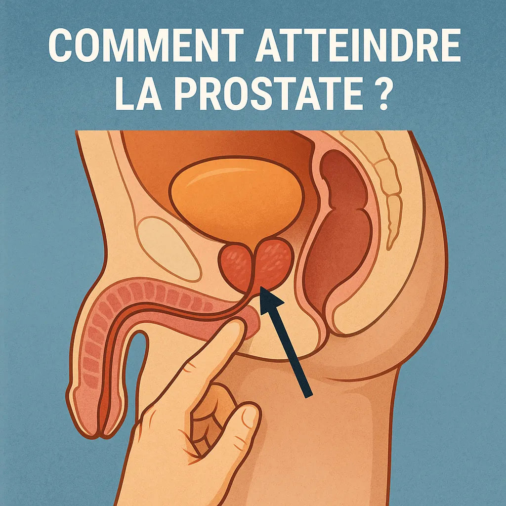 Comment Atteindre La Prostate ?