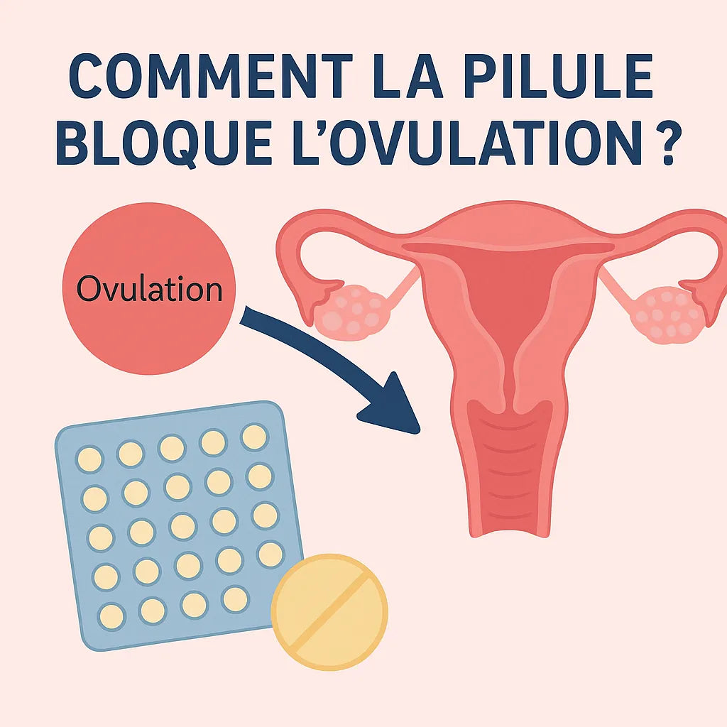 Comment La Pilule Bloque L'Ovulation ?